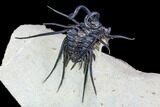 Alien Dicranurus Trilobite - Free-Standing Spines #108780-3